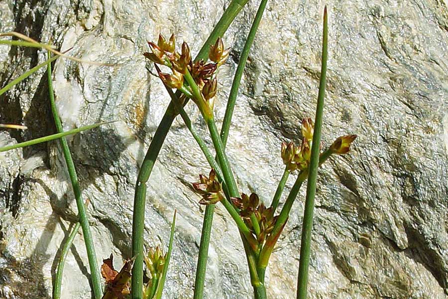 Juncus articulatus / Giunco nodoso